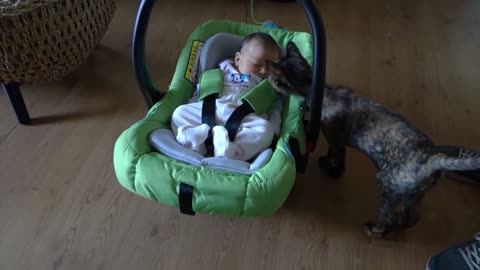 Cats Meeting Cute Babies for the FIRST Time Compilation