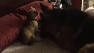 Perros participan en una épica pelea por los derechos sobre la cama