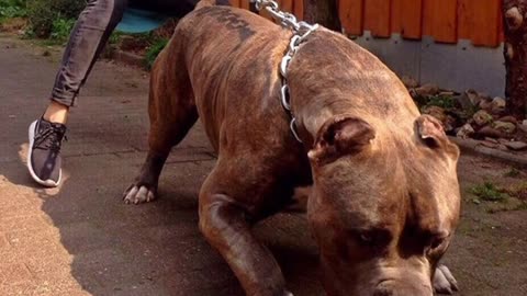 Pitbull dangerous dog 🔥🔥 #SHORTS VIDEO (1).mp4