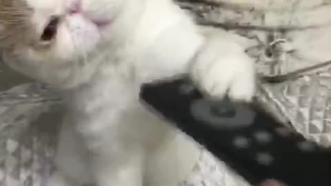 Cat fighting with remote control