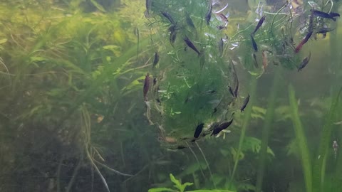 Shrimp on Algae