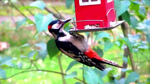 A Woodpecker perches on a tree plant and eats from a bird food dispenser.