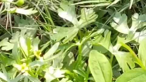 Jasmine flowers