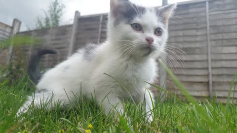 white cat on my grass so cute cat