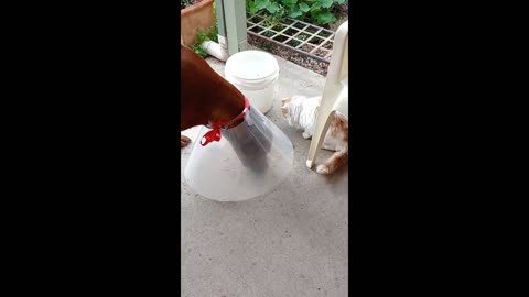 Sweet Rhodesian Ridgeback Dog in Cone, Shares Food with Cat