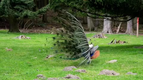 Footage Of Peacock Walking Slowly And spread his feathers