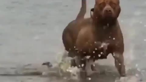 Strong dog