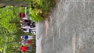 Mama Bear Helps Cubs Cross the Road at Cades Cove