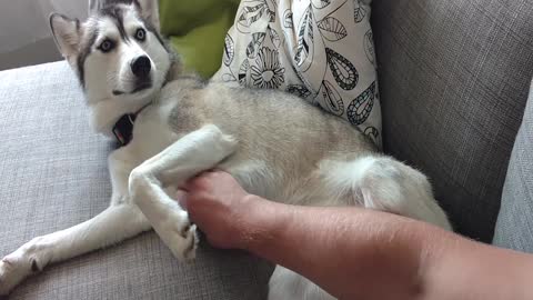 Needy Husky Requests Endless Belly Rubs From Owner