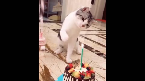 Cute cate blowing candle for her birthday _ Funny Animal Videos _ Fun O Fun