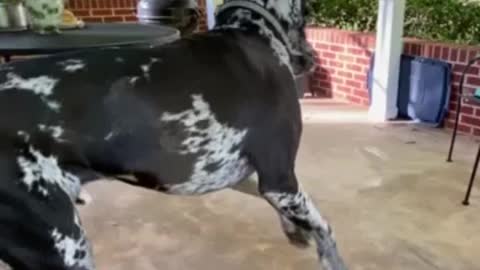 Oreo the Great Dane dances with his bone