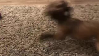 Dog spins out of control