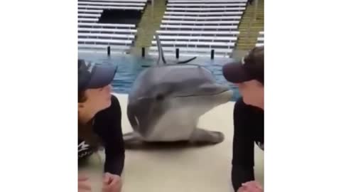 Dolphin Play with Caretaker | Animals | Funny Dolphin Compilation Video