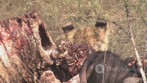 Predator vs. Prey: Epic Jungle Showdowns Caught on Camera