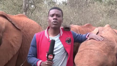 Baby elephant interrupts a TV Reporter in Kenya.
