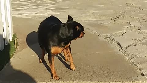 Funny dog ​​playing with its owner