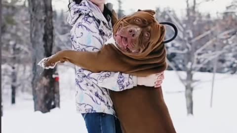 Pitbull vs German Shepherd new video 2022 nice dog