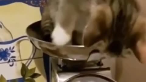 funny cat Masti