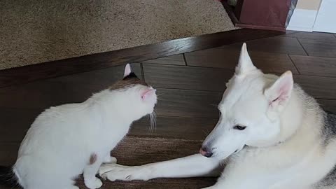 Dog and Cat Yawn Simultaneously