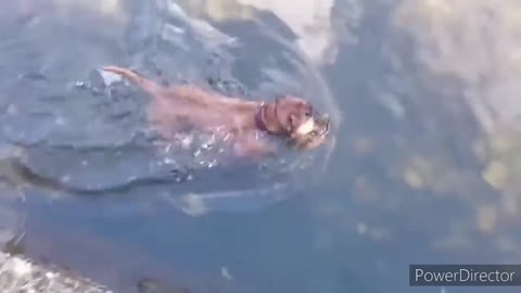 Funny Dogs Playing in Water Best dog swimming