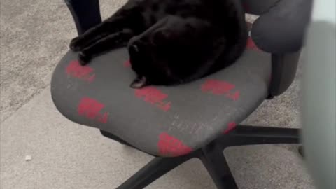 Adopting a Cat from a Shelter Vlog - Cute Precious Piper Stretching on the Office Chair #shorts