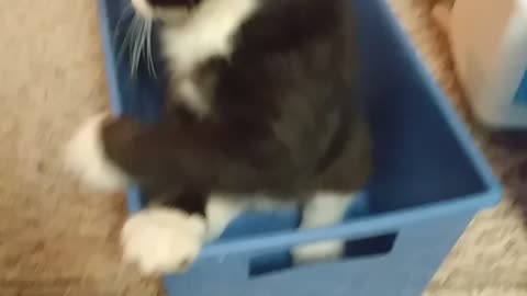 Cute cat plays with new toy