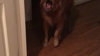 Silly old dog goes awoooo