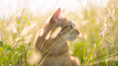 How Queen Of Cats Look like in the sun