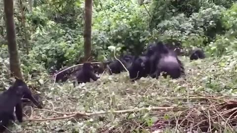🦍🦛 Family Feud: Gorillas and Hippos Clash in Intriguing Wildlife Battle!"