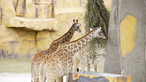 Pair of giraffes eat green branches at the zoo, animals in the safari park,
