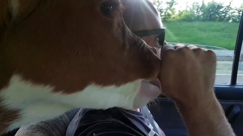 Little cow licking finger during the ride