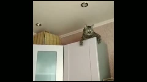 Funniest ever cat funny video attitude of cat