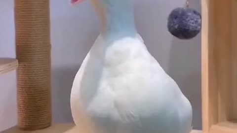 Funny animals: Try Not To Laugh Challenge.