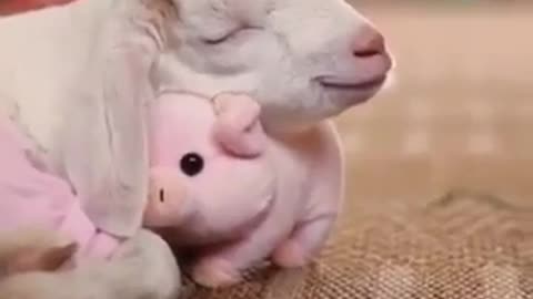 Goat Cuddling His Pig Toy
