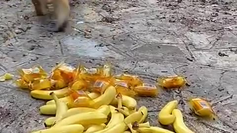 The monkey king first takes three bananas