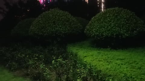 At night, the trees begin to rest