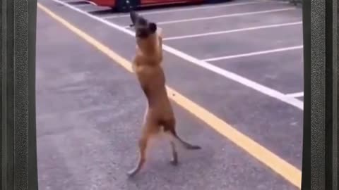 Dancing Dog