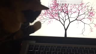 Cat chases arrow on laptop screen