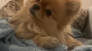 Pomeranian Pup Has Adorable Head Tilts