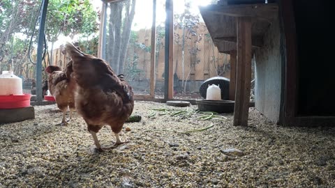 Backyard Chickens Chicken Coop Video Sounds Noises!