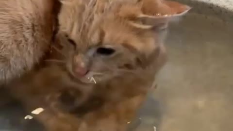 Cat Having Fun Sink Water.