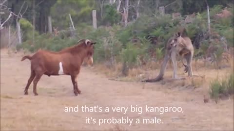 Kangaroo fighting with an unusual partner funny video