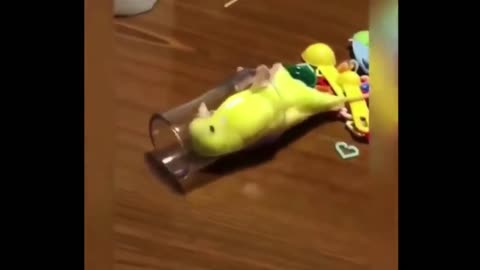 A Funny Budgie 🦜 Likes to Roll Over in a Glass😀