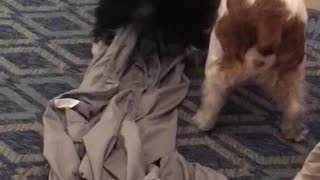 Puppies playing in bed sheets so cute!