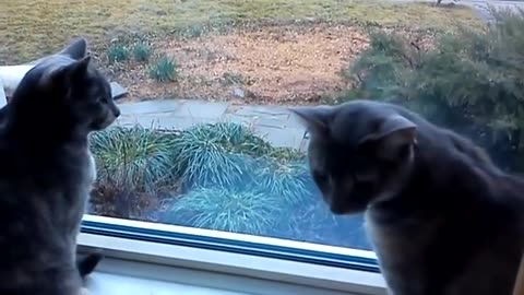 Two cats talking like it's morse code