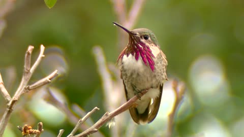Hummingbird on a branch close-up