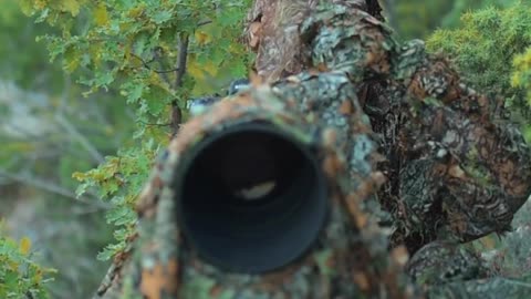 Beautiful cat photography in forest 🌳🐈