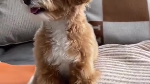 Cute puppies doing funny things....