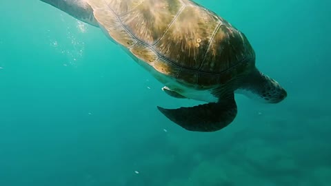 Sea turtle swimming down from the glassy sea surface through clear blue water
