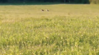 Sound of WILD nature😱😧 (cranes)